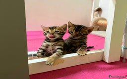 Bengala gatti in vendita: CUCCIOLI BENGALA a Provincia di Treviso - Immagine 2