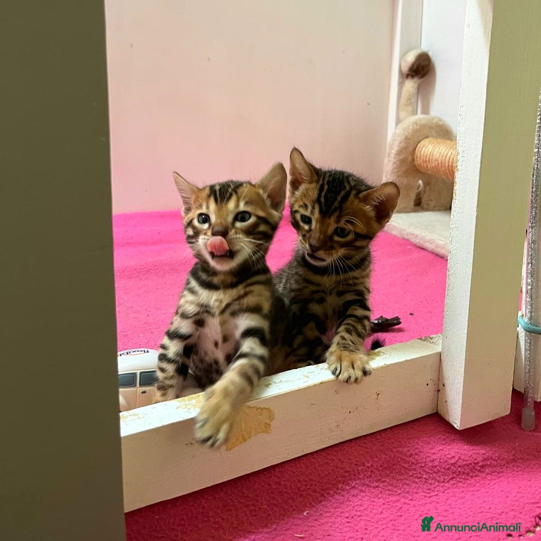 Bengala gatti in vendita: CUCCIOLI BENGALA a Provincia di Treviso - Immagine 2