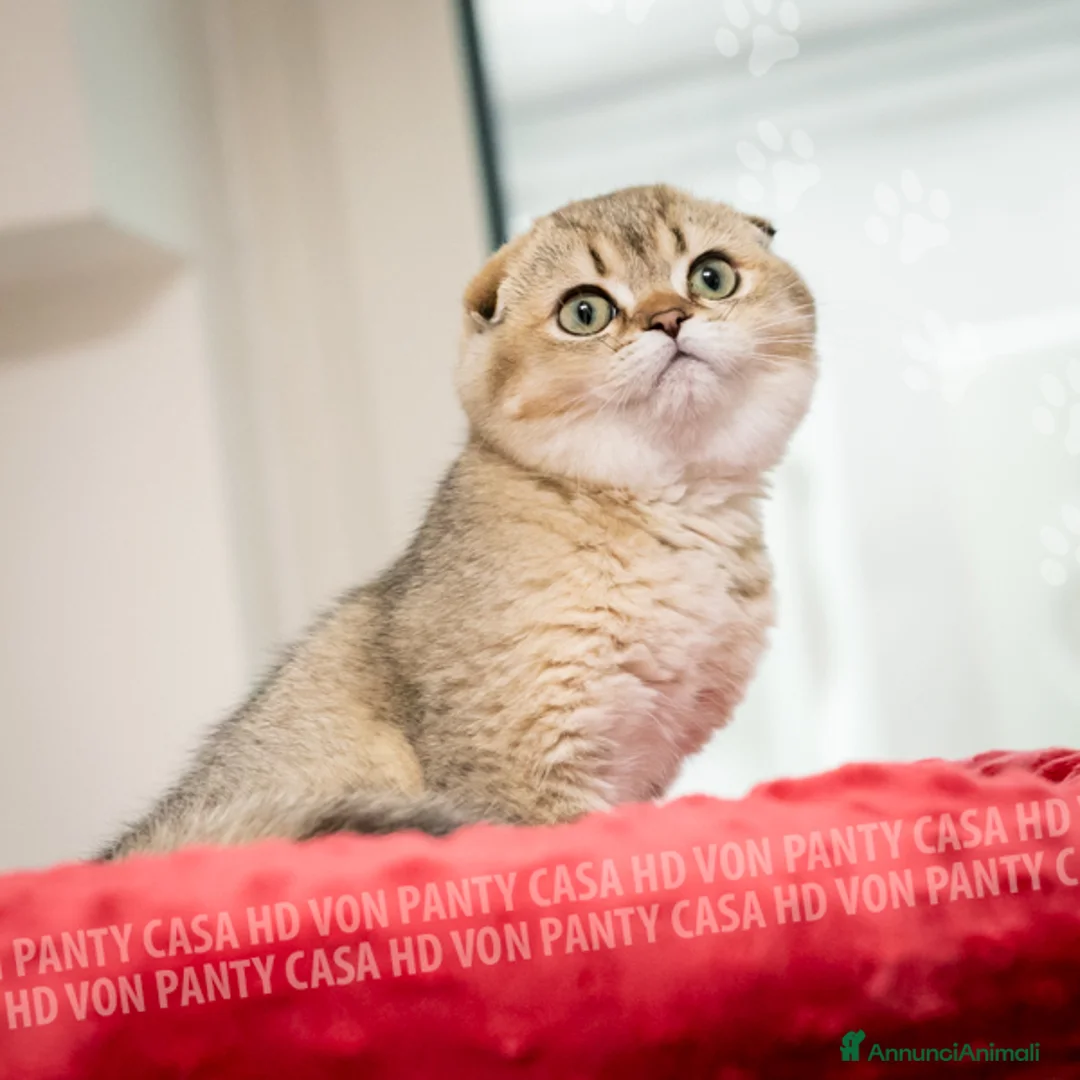 Scottish gatti in vendita: Cucciole Scottish Fold - Annuncio 4