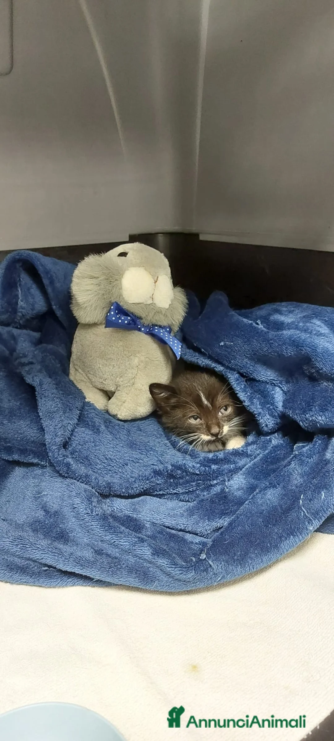 Altre razze gatti in regalo: TANTI MICINI SOLI! a Provincia di Vicenza - Annuncio 2