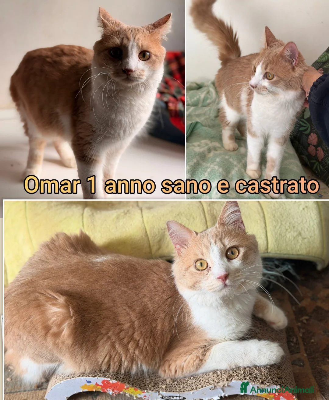 Altre razze gatti in regalo: GATTINI IN CERCA DI FAMIGLIE AMOREVOLI  a Città Metropolitana di Bologna - Annuncio 2