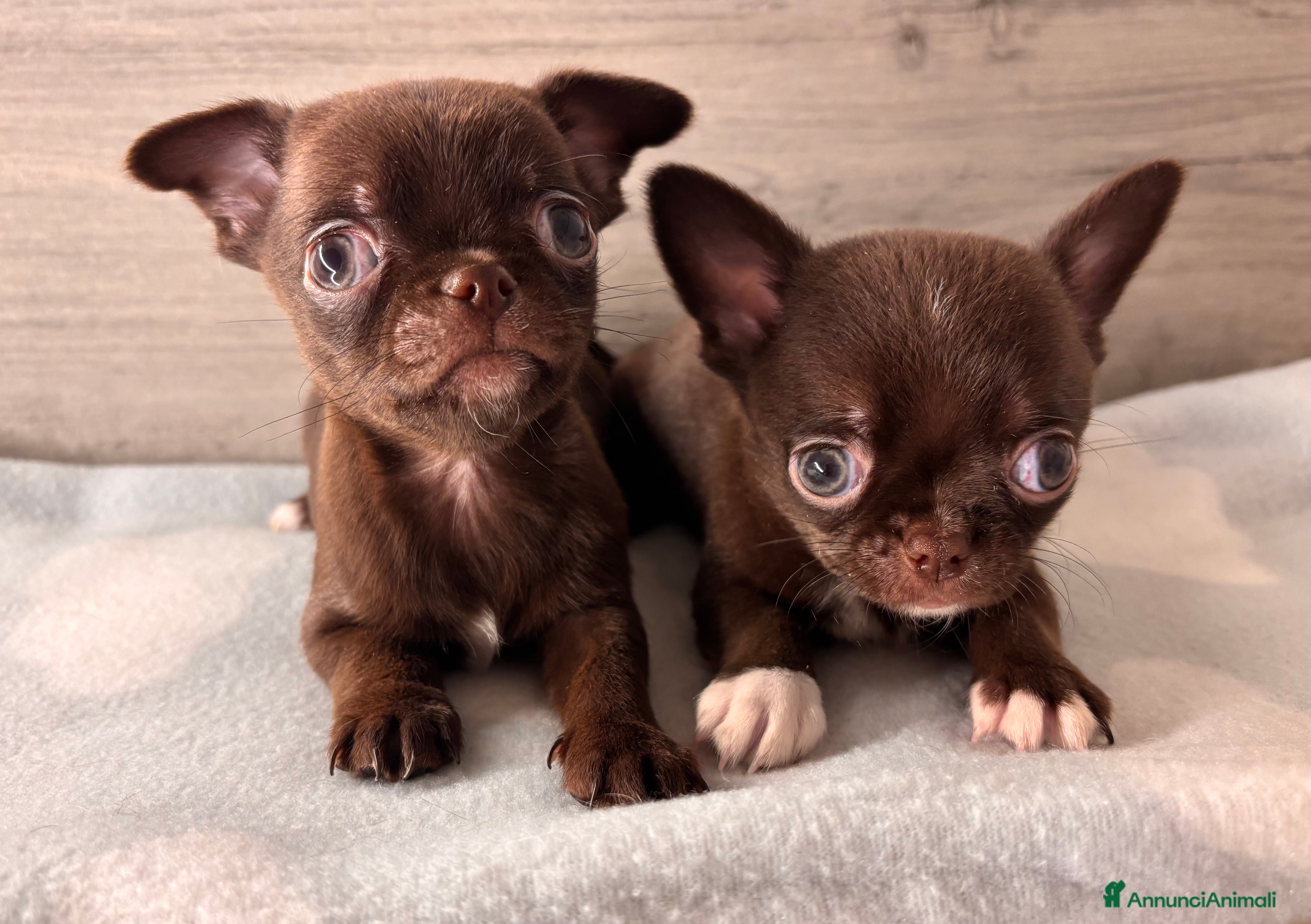 Chihuahua cani Cuccioli di chihuahua - Annuncio 3