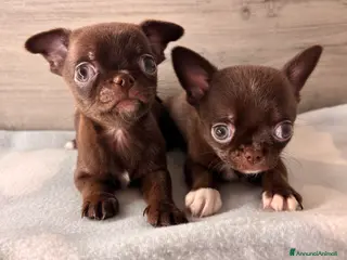 Chihuahua cani Cuccioli di chihuahua - Annuncio 14