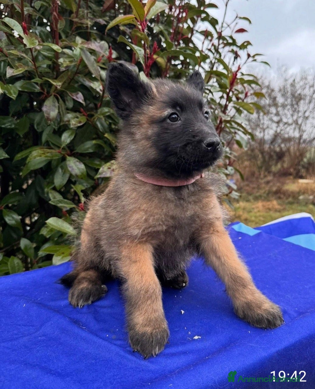 Pastore Belga cani in vendita: Cuccioli pastore belga Malinois  - Annuncio 9
