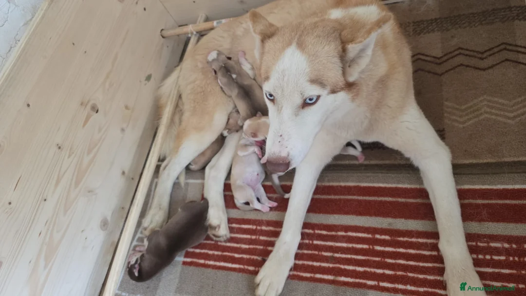 Husky cani in vendita: Siberian husky - Annuncio 1