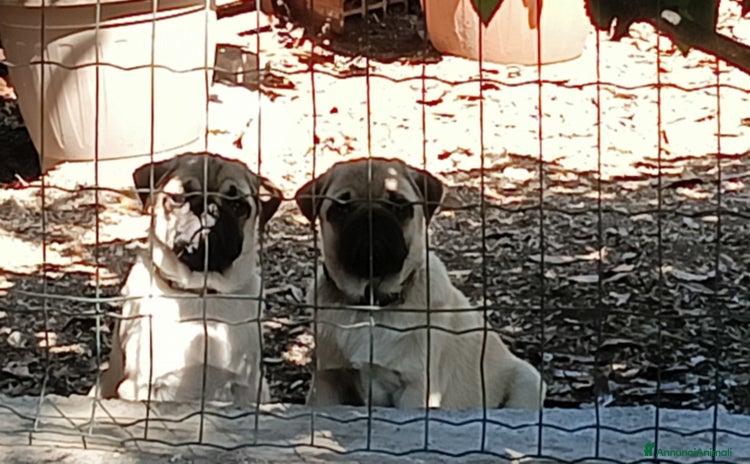 Carlino cani - Annuncio 1