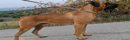 Cane Corso cani per accoppiamento: Cane corso disponibile per monta a Provincia di Chieti - Annuncio 8