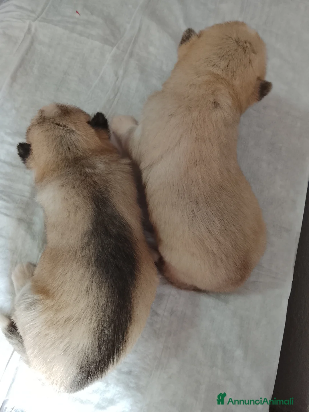 Husky cani in vendita: Siberian Husky  - Annuncio 2