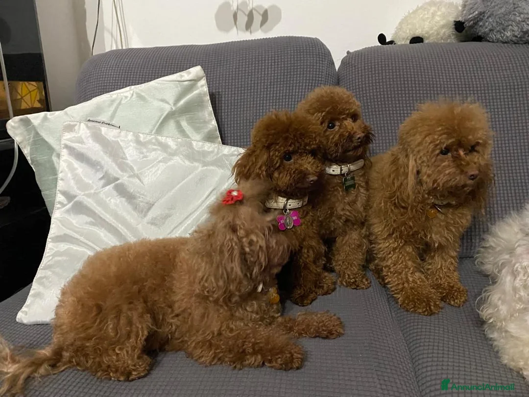 Immagine della galleria {{count}}