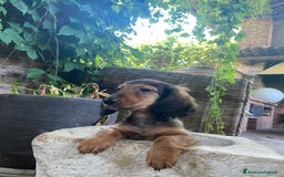 Bassotto cani in vendita: 🌟Splendidi cuccioli di bassotto a pelo lungo🌟 a Città metropolitana di Milano - Immagine 6