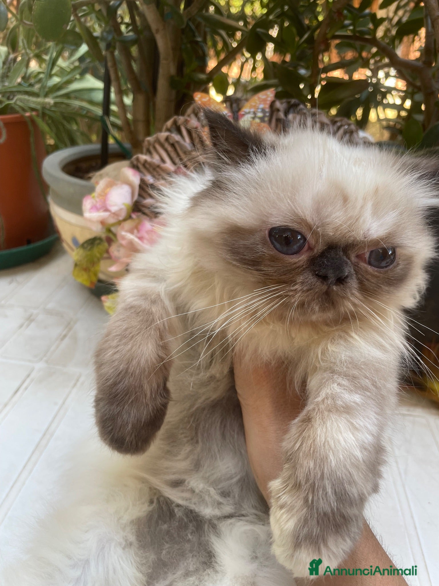 Persiano gatti cucciola persiana color point himalaiana - Annuncio 4