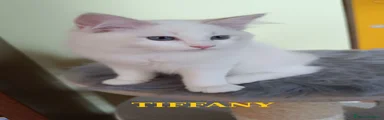 Ragdoll Gattino 3
