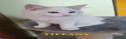 Ragdoll gatti in vendita: Cuccioli di Razza Ragdoll disponibili - Annuncio 4