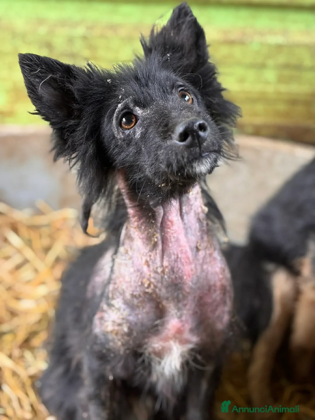 Meticcio cani in regalo: AKAR, cucciolo tenerissimo cerca aiuto! - Annuncio 3