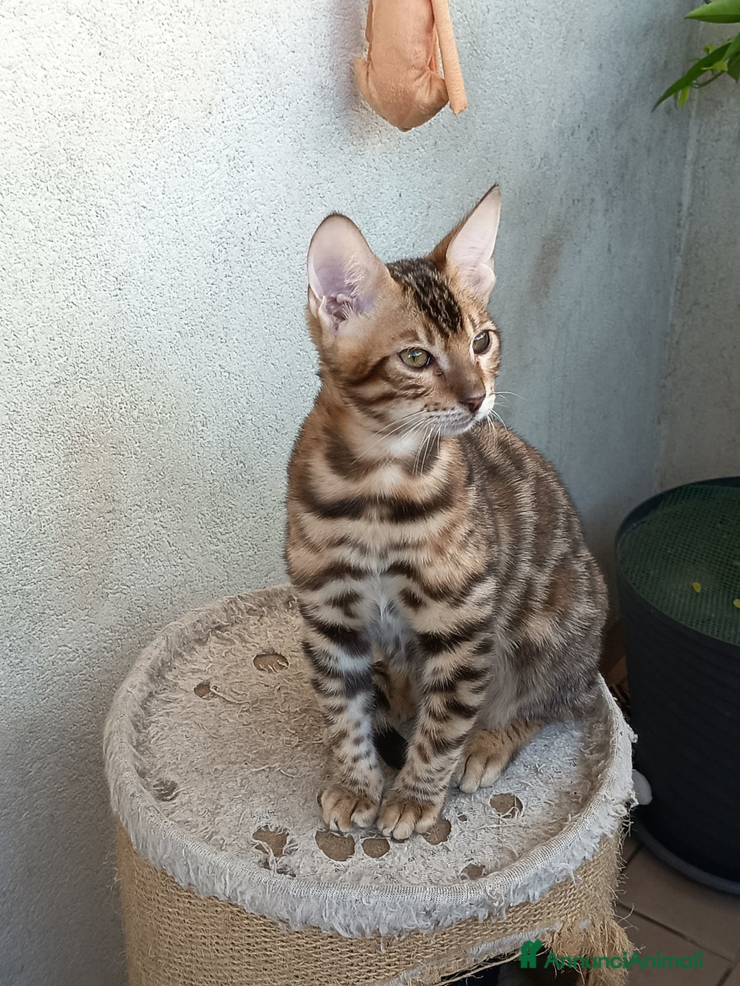 Bengala gatti in vendita: Dolcissimo maschietto di una stupenda colorazione  - Annuncio 6