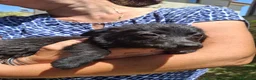Meticcio cani in regalo: MOKA 🩷 la dolcezza ha trovato il suo nome 😍 a Provincia di Biella - Annuncio 2