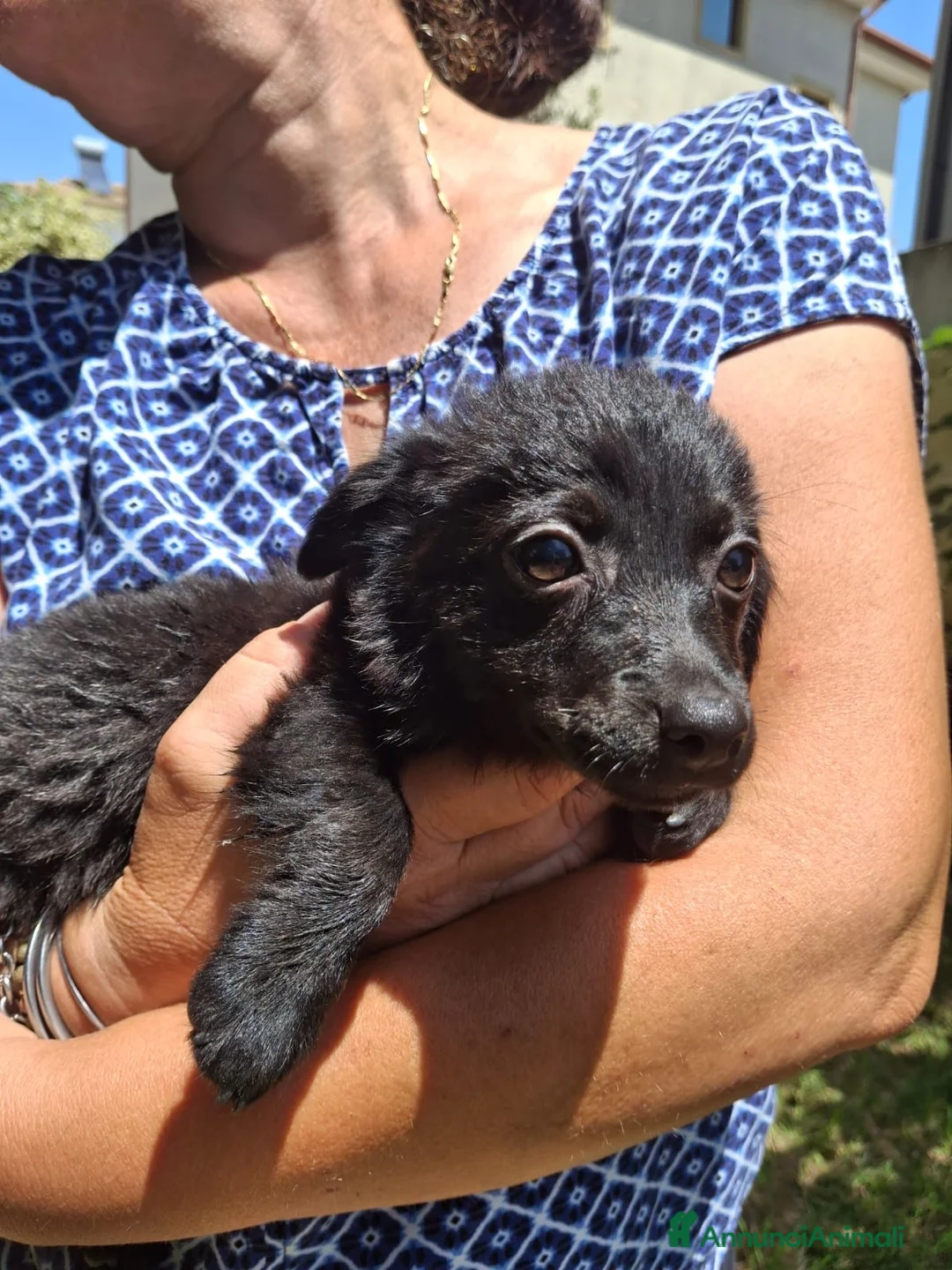 Meticcio cani in regalo: MOKA 🩷 la dolcezza ha trovato il suo nome 😍 a Provincia di Biella - Annuncio 2