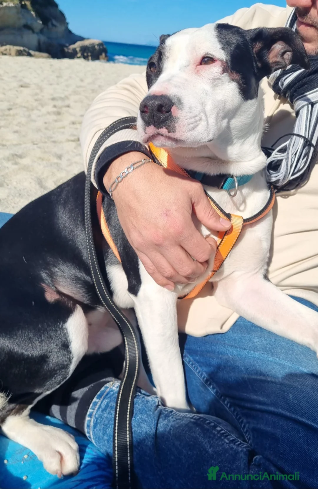 Meticcio cani in regalo: MERAVIGLIOSO CUCCIOLO JACK - Annuncio 2