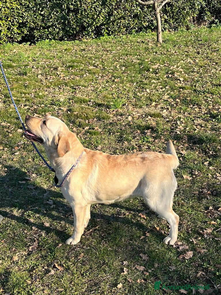 Labrador cani Nuova cucciolata nata il 8/3/26 - Annuncio 6