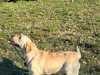 Labrador cani Nuova cucciolata nata il 8/3/26 - Annuncio 6