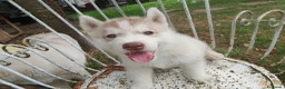 Husky cani in vendita: Siberian husky  - Annuncio 3