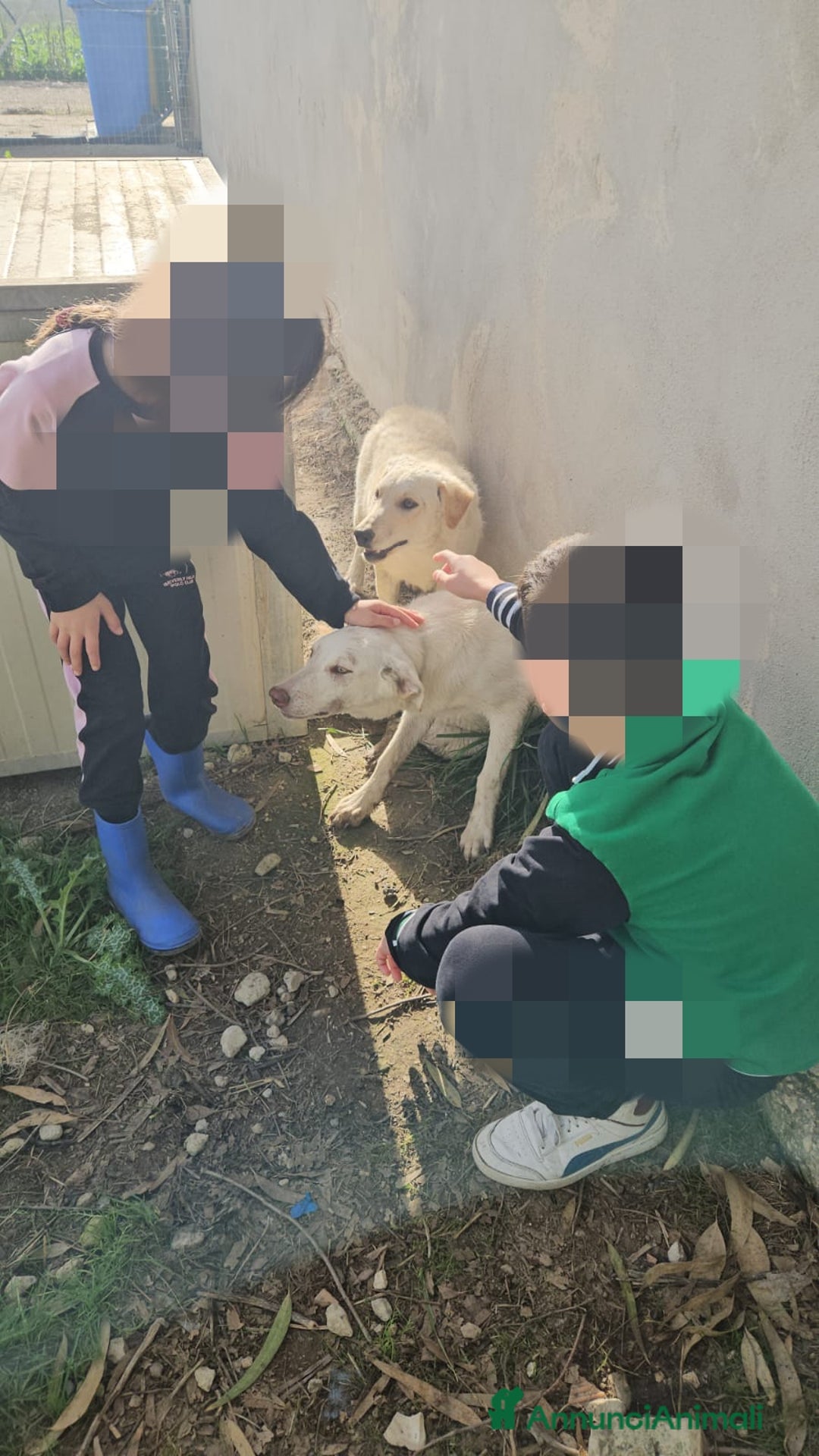 Meticcio cani in regalo: Micky: 1 anno, socievole ed equilibrata  - Annuncio 10