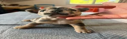Bulldog Francese cani in vendita: bulldog francese bulldog animali  - Annuncio 16