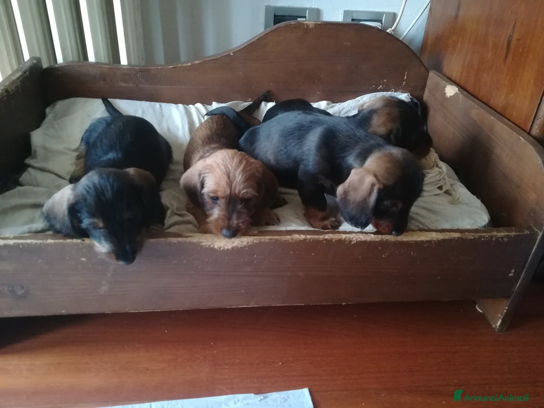 Bassotto cani in vendita: Bassotto pelo duro  - Annuncio 6