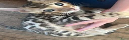 Bengala gatti in vendita: Bellissimi cuccioli di bengala - Annuncio 2
