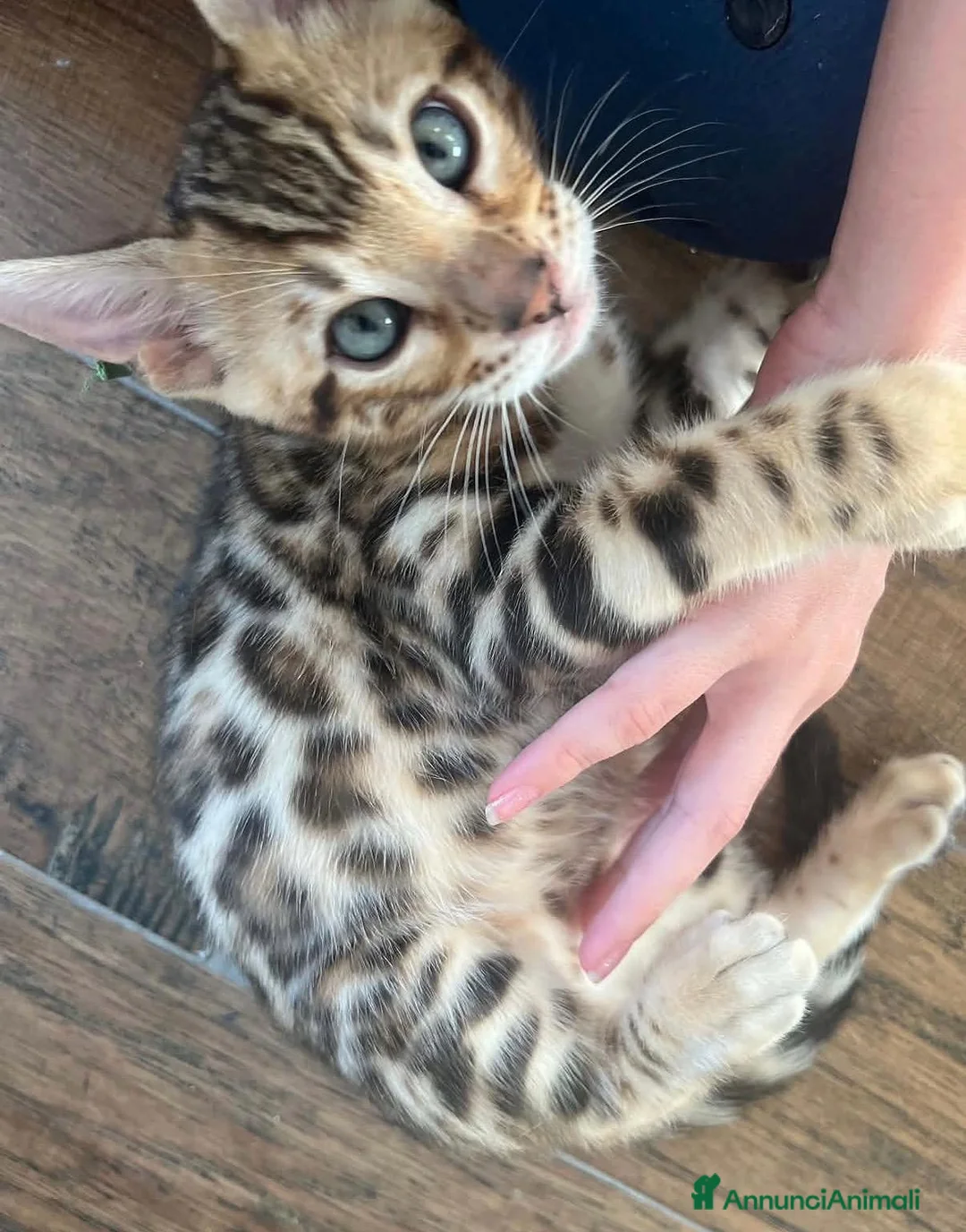 Bengala gatti in vendita: Bellissimi cuccioli di bengala - Annuncio 2