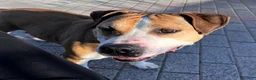 Meticcio cani in regalo: GOLD BELLISSIMO AMSTAFF - Annuncio 3