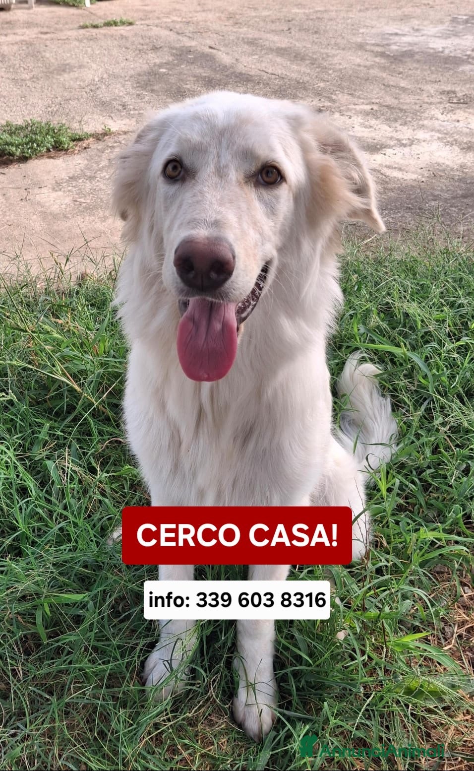 Meticcio cani EROS 💙 UNA NUVOLA BIANCA PIENA DI ENERGIA - Annuncio 28