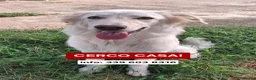 Meticcio cani in regalo: EROS 💙 UNA NUVOLA BIANCA PIENA DI ENERGIA a Provincia di Pisa - Annuncio 1