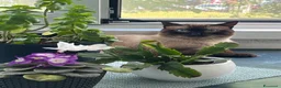 Siamese gatti in vendita: Gattini siamesi seal point - Annuncio 5