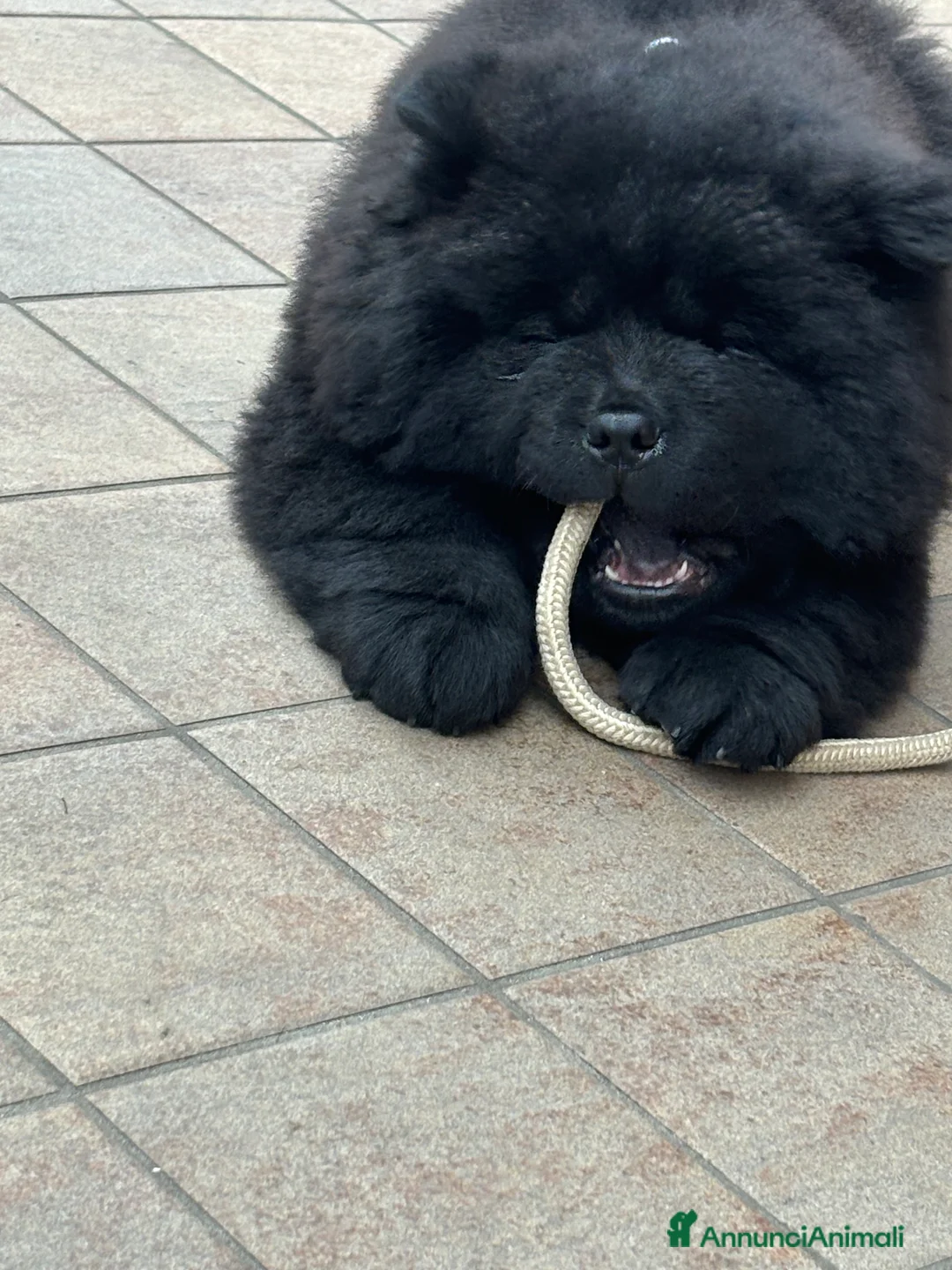 Chow Chow cani per accoppiamento: Chow chow maschio per monta  - Annuncio 8