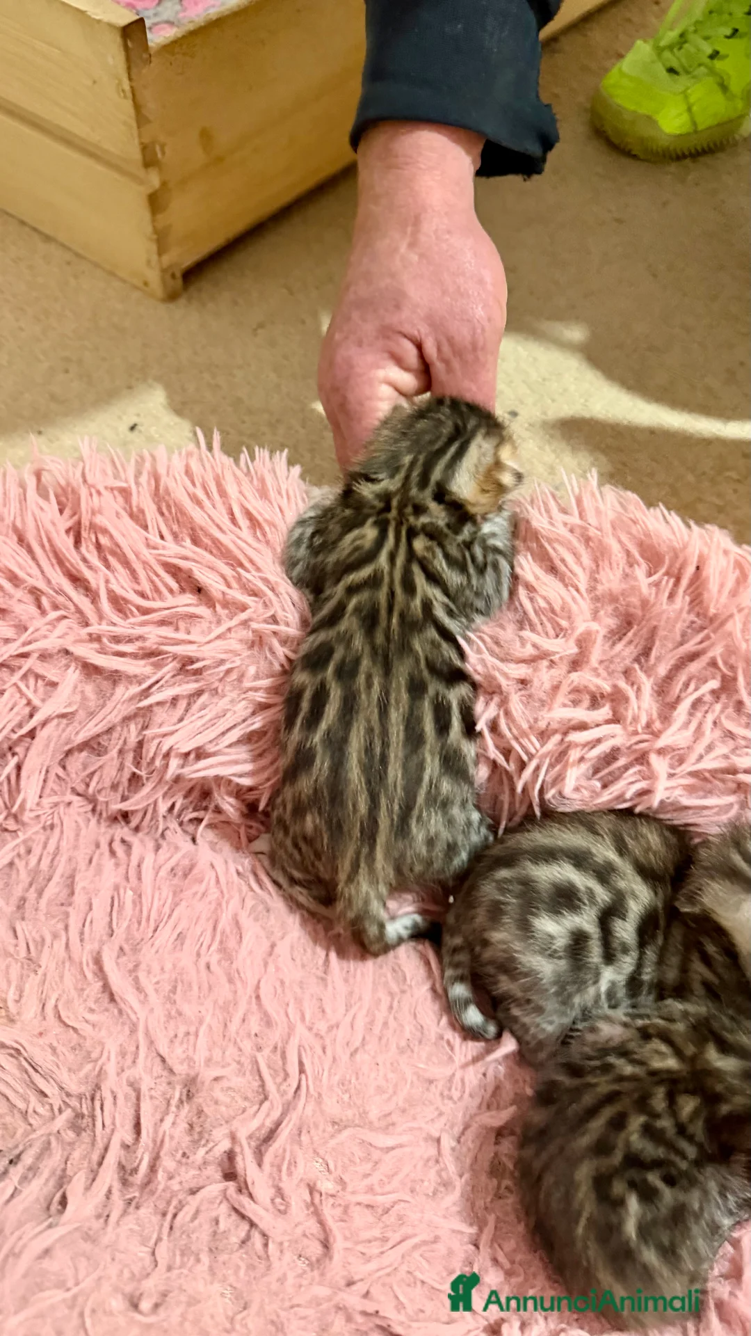 Bengala gatti in vendita: gatto bengala  - Annuncio 5