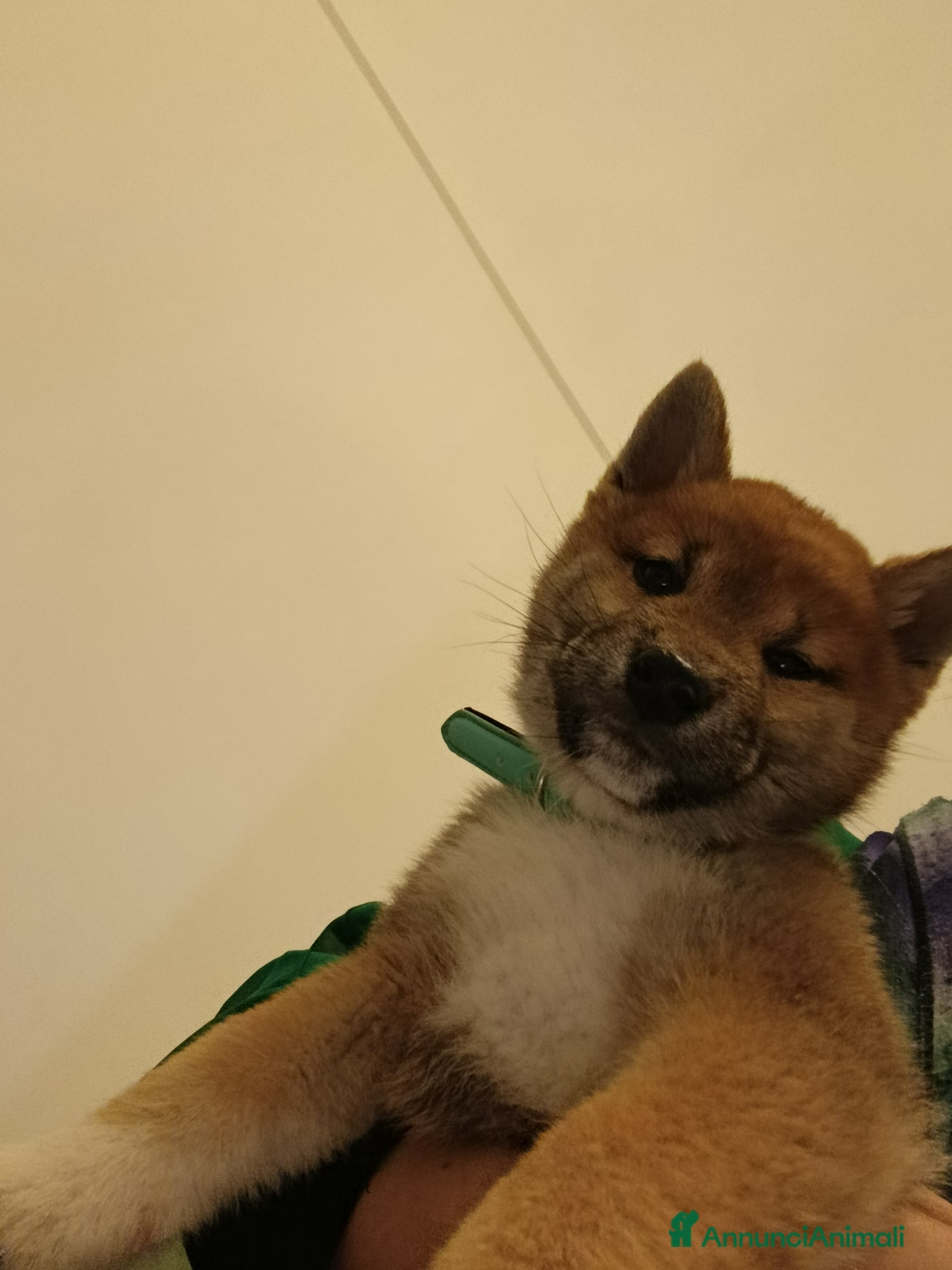 Shiba Inu cani Cucciolo maschio shiba inu - Annuncio 4