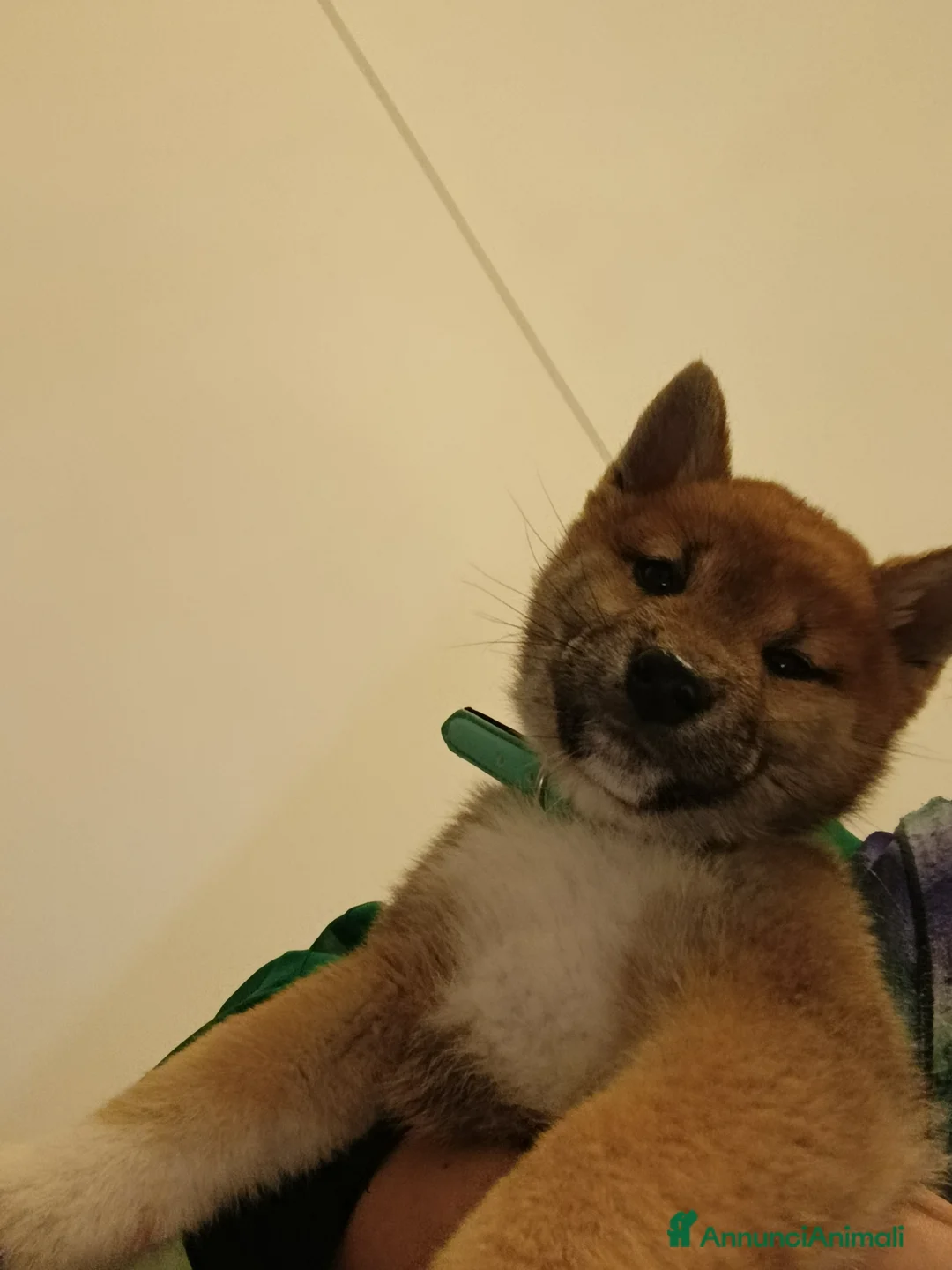 Shiba Inu cani in vendita: Cucciolo maschio shiba inu - Annuncio 1
