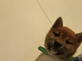 Shiba Inu cani Cucciolo maschio shiba inu - Annuncio 4