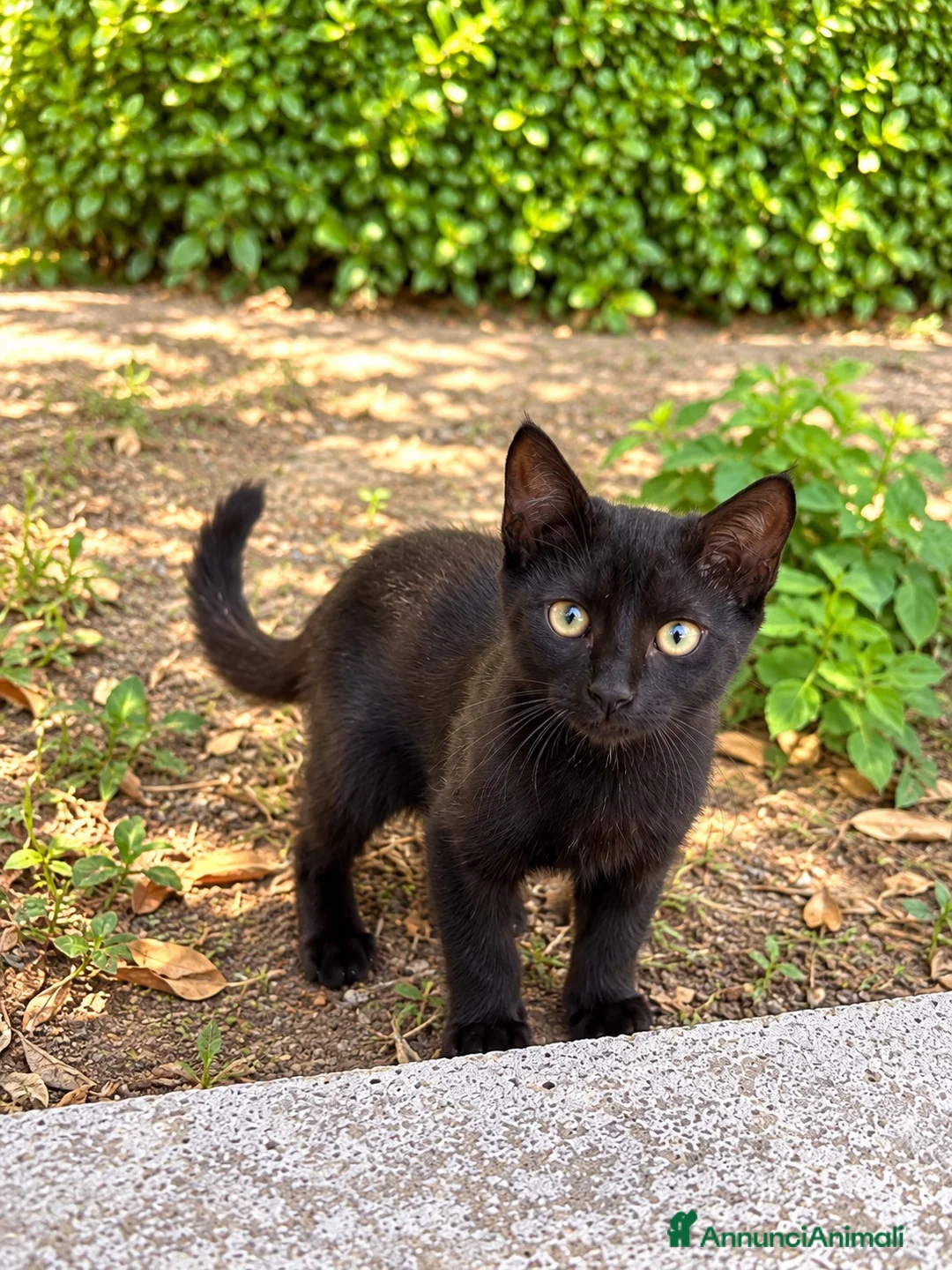 Europeo gatti in regalo: 3 gattini neri dolce, affetuosi, simpatici, carini - Annuncio 1