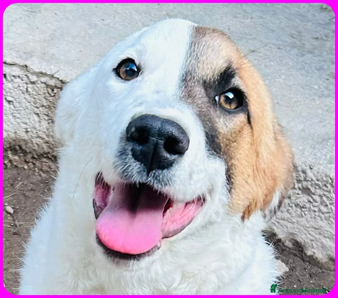 Meticcio cani in regalo: MASCHERINA CUCCIOLONA SIMIL JACK RUSSEL 7-8 MESI - Annuncio 7