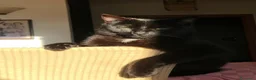 Europeo gatti in regalo: Gatta sterilizzata  - Annuncio 3