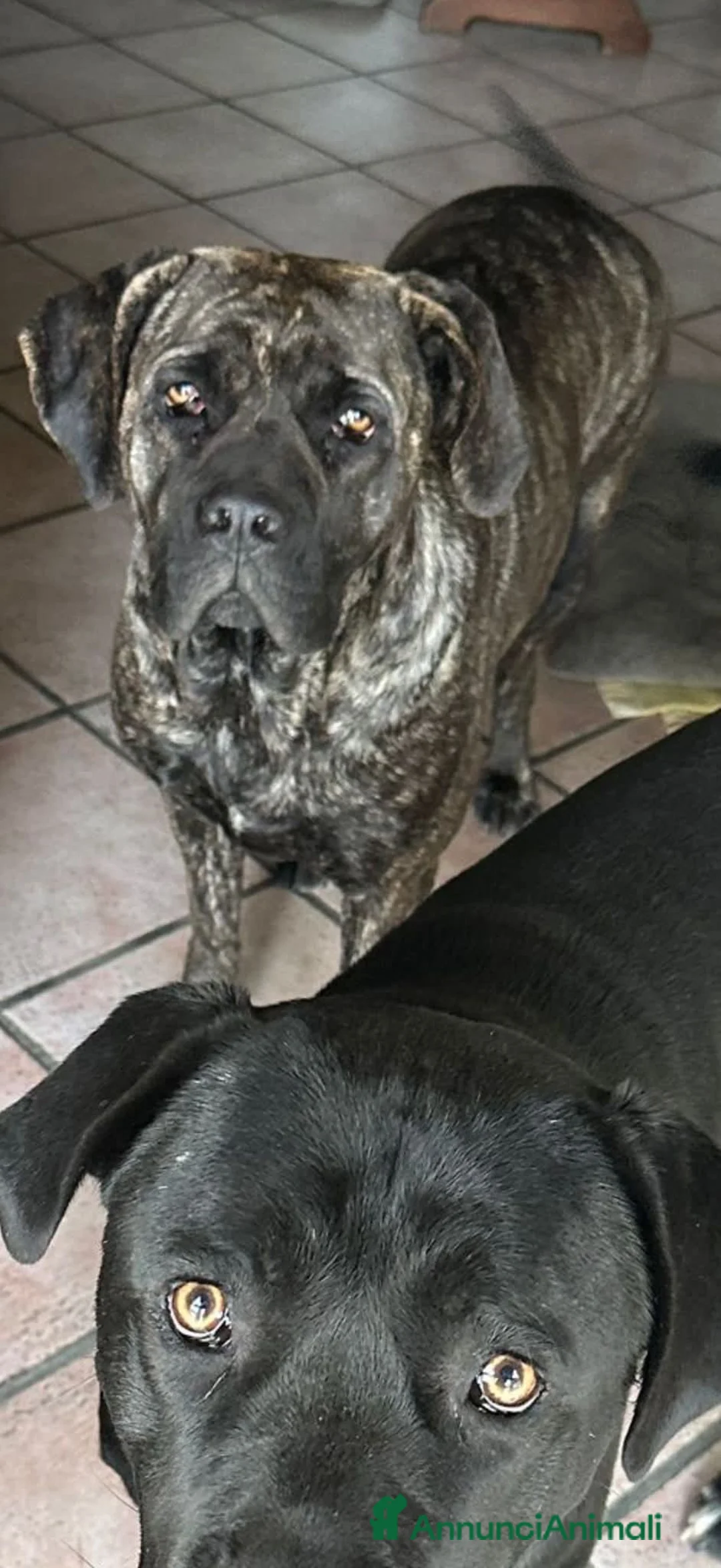 Cane Corso cani in regalo: ADOZ.DEL💔:il papà non tornerà+ solo nonna di 80! - Annuncio 2