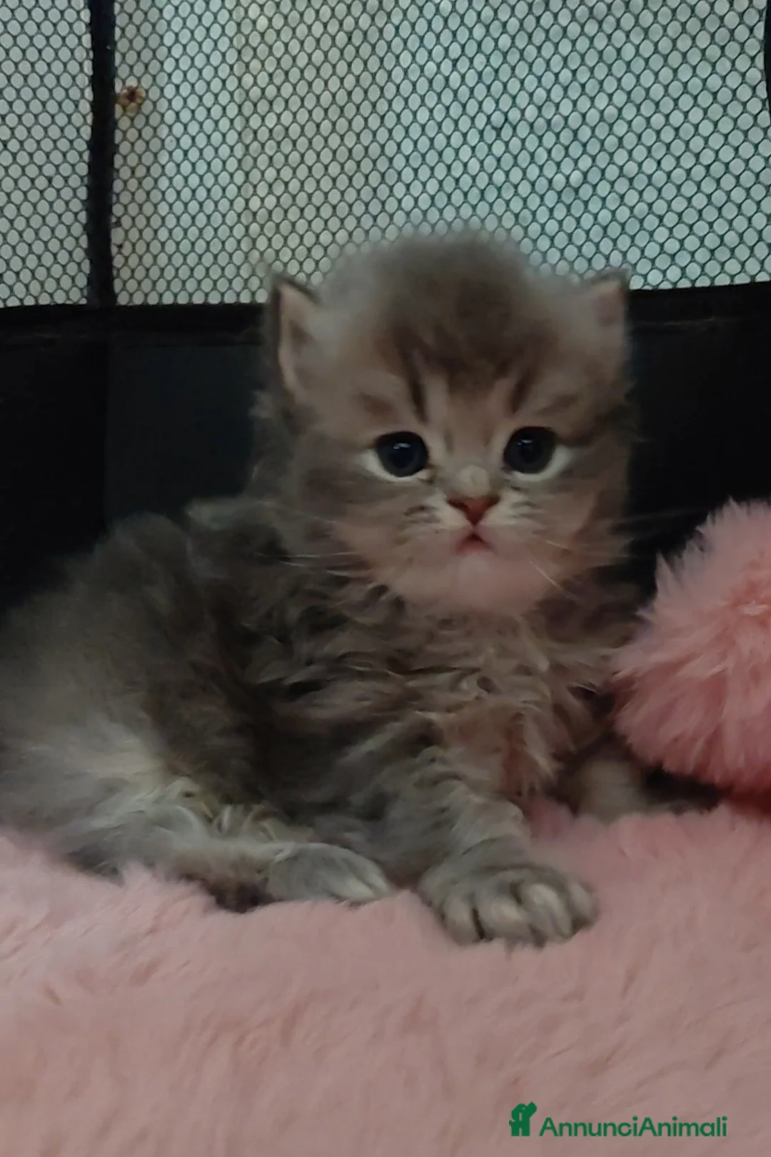 British gatti in vendita: Cucciolo British longhair  - Annuncio 3