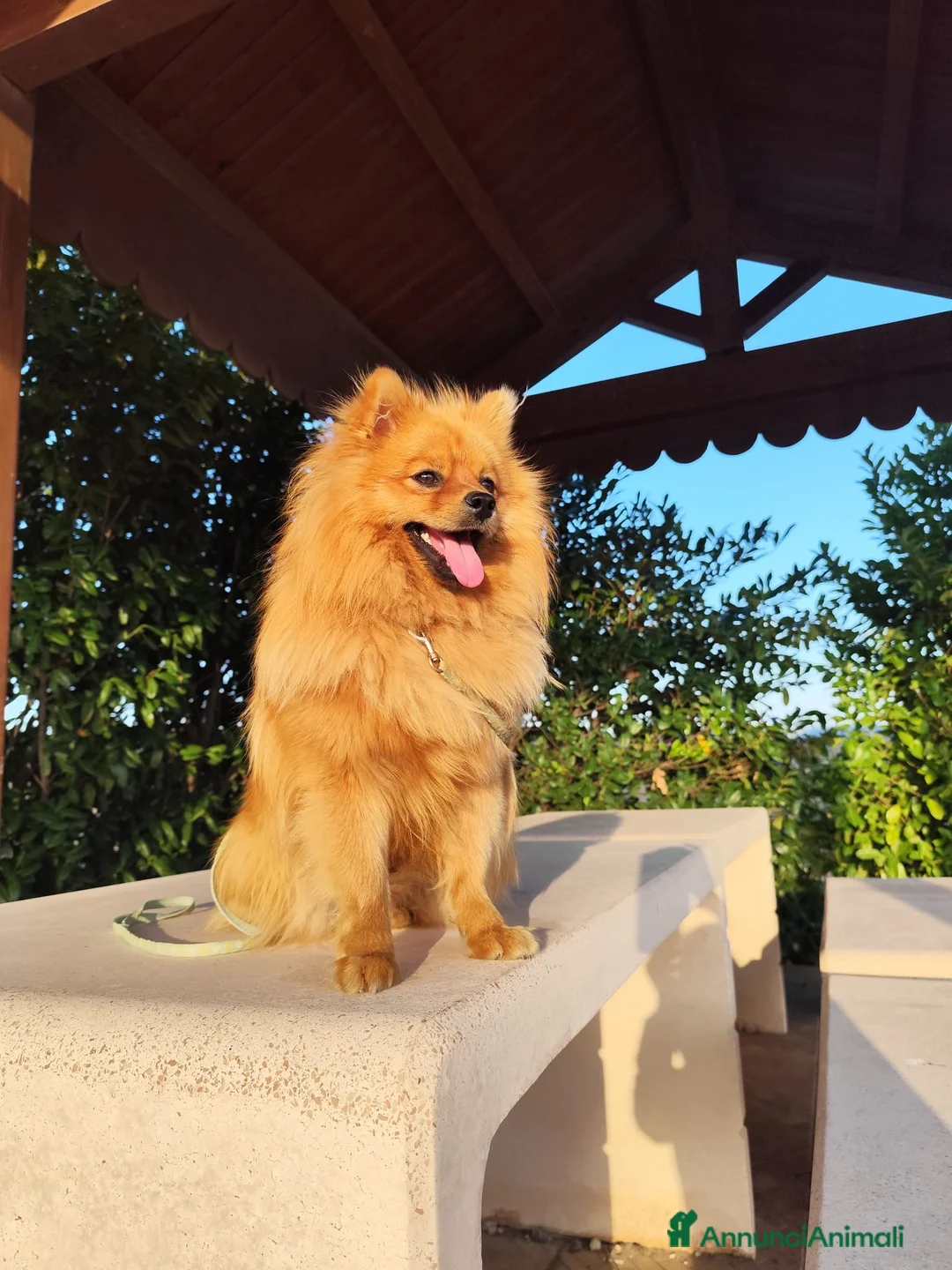 Volpino Italiano cani in vendita: Volpino italiano  - Annuncio 2