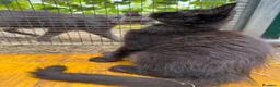 Maine Coon gatti in vendita: Cucciolo black smoke di maine coon (Tequila) - Annuncio 26