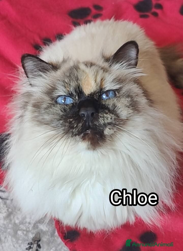 Altre razze gatti CHLOE SIMILBIRMANA - Annuncio 3