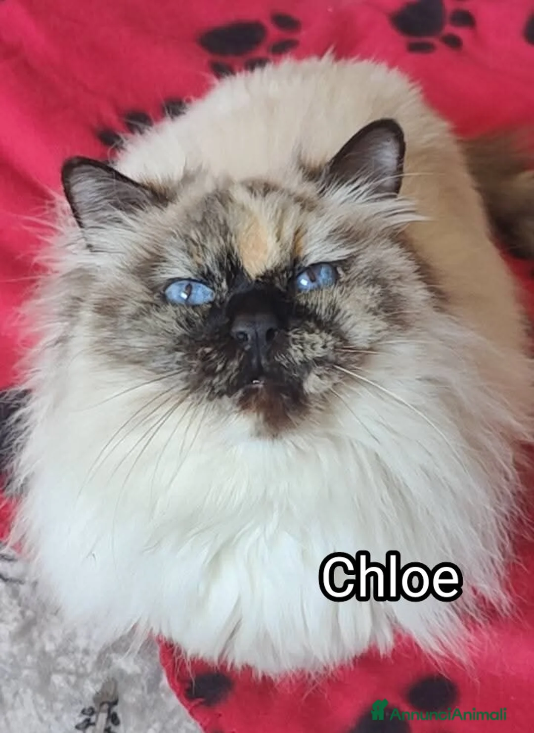 Altre razze gatti in regalo: CHLOE SIMILBIRMANA a Città metropolitana di Roma Capitale - Annuncio 1