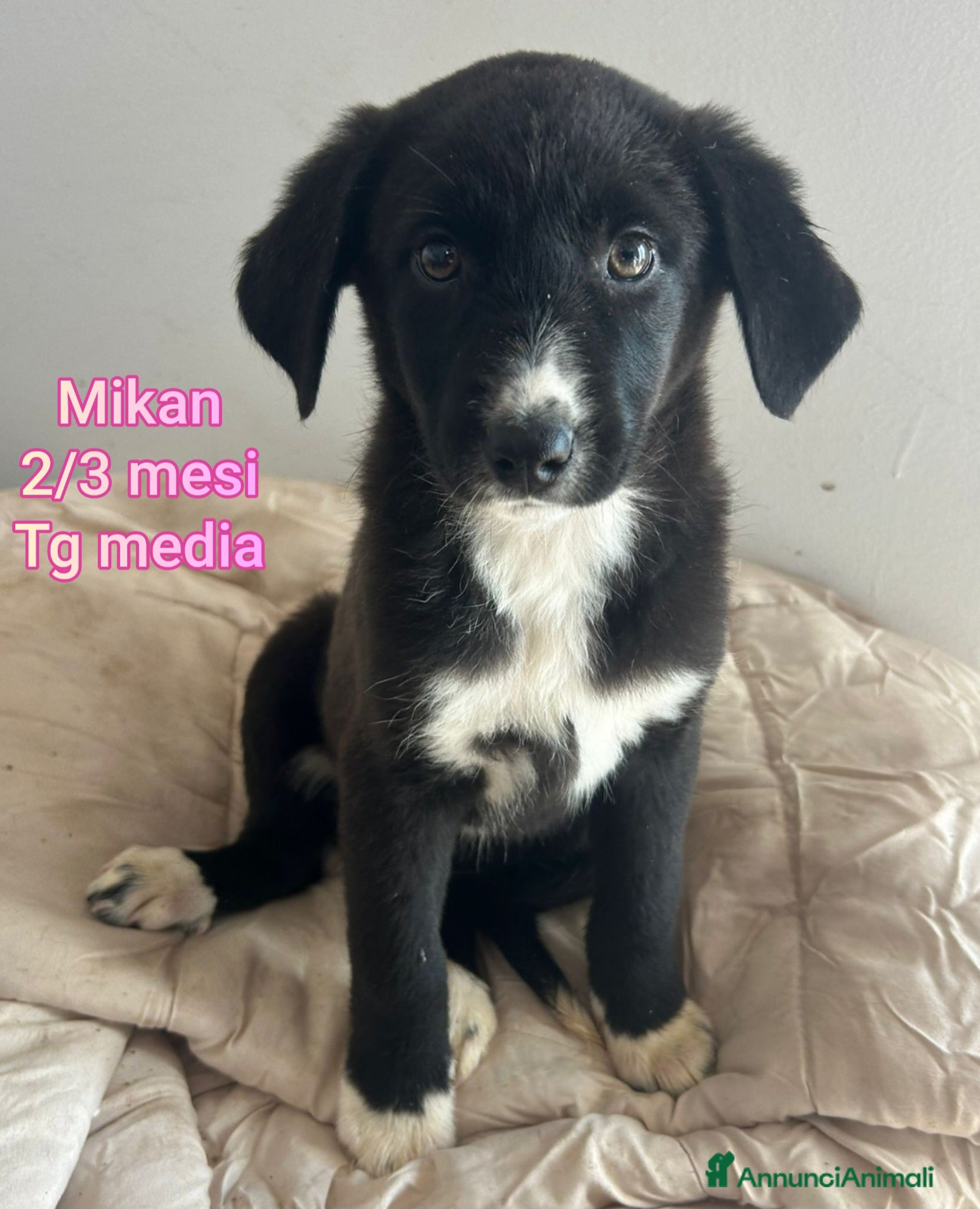 Meticcio cani CUCCIOLI BISOGNOSI: URGENTE!!! - Annuncio 38