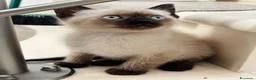 Siamese gatti in vendita: Siamese seal point - Annuncio 2